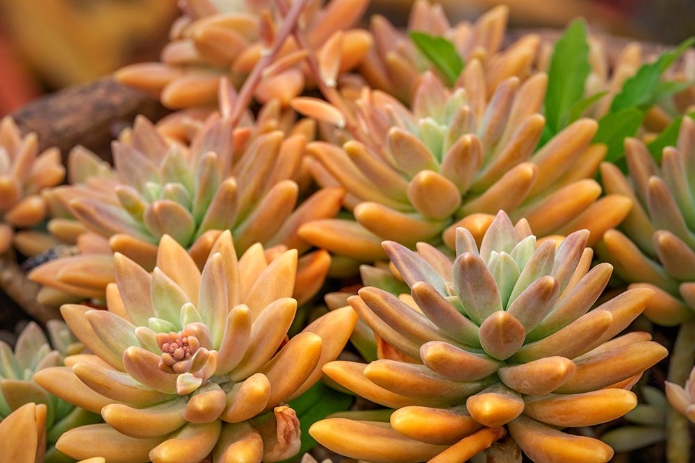 Crassulaceae-succulent